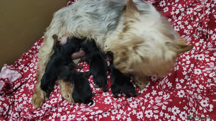 Raza Mixta perros - Anuncio 2