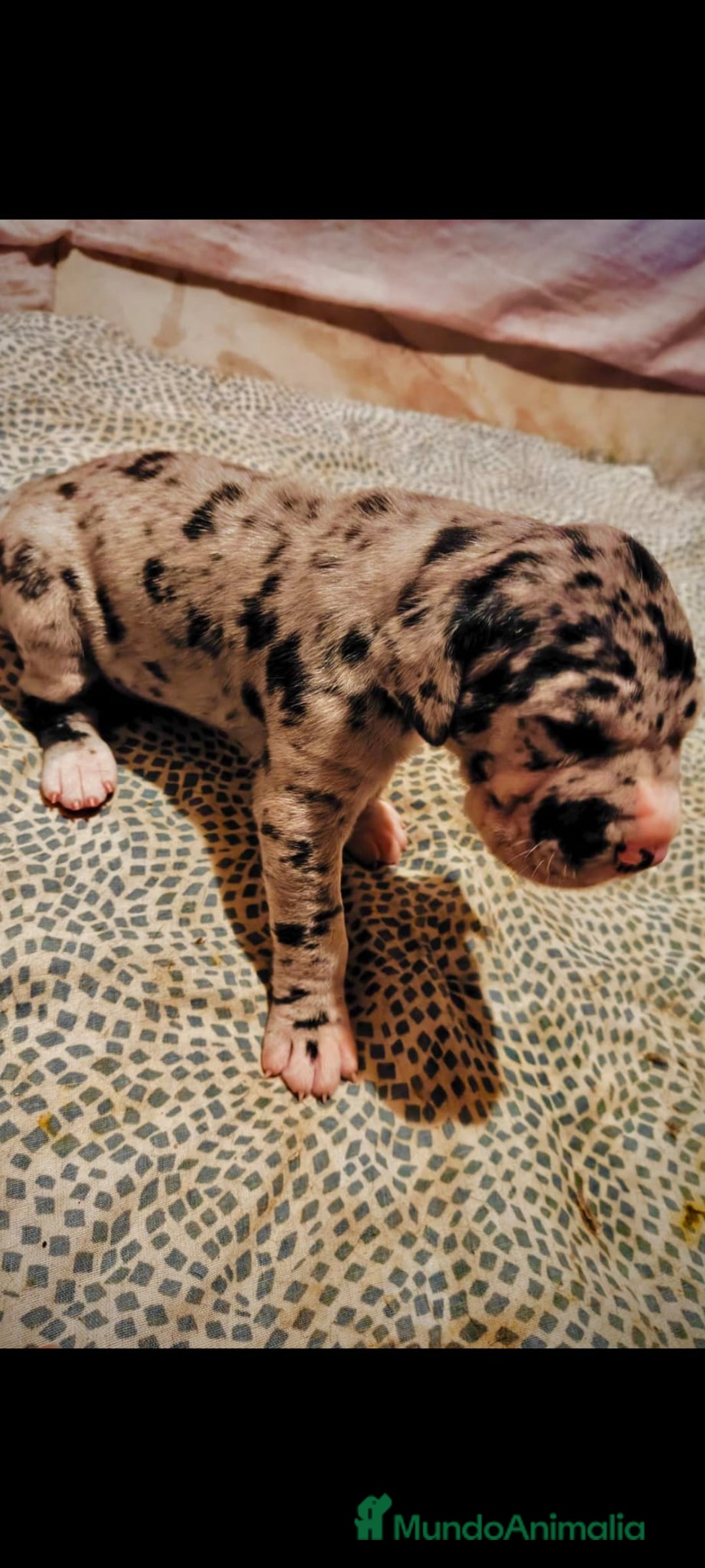 Dogo Alemán perros en venta: Preciosa camada de dogo alemán  - Imagen 2