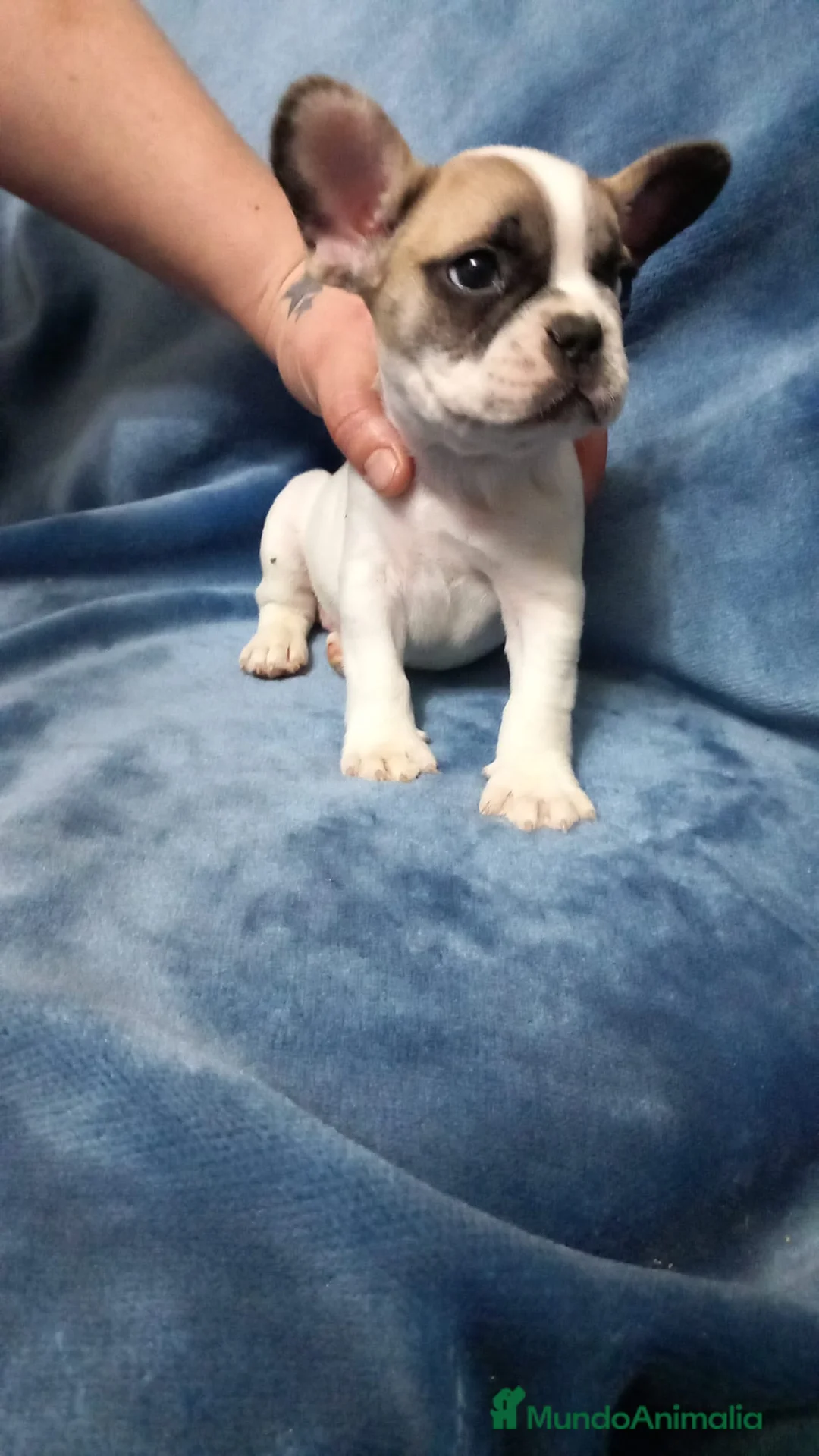Bulldog Francés perros en venta: Bulldog francés  - Anuncio 3