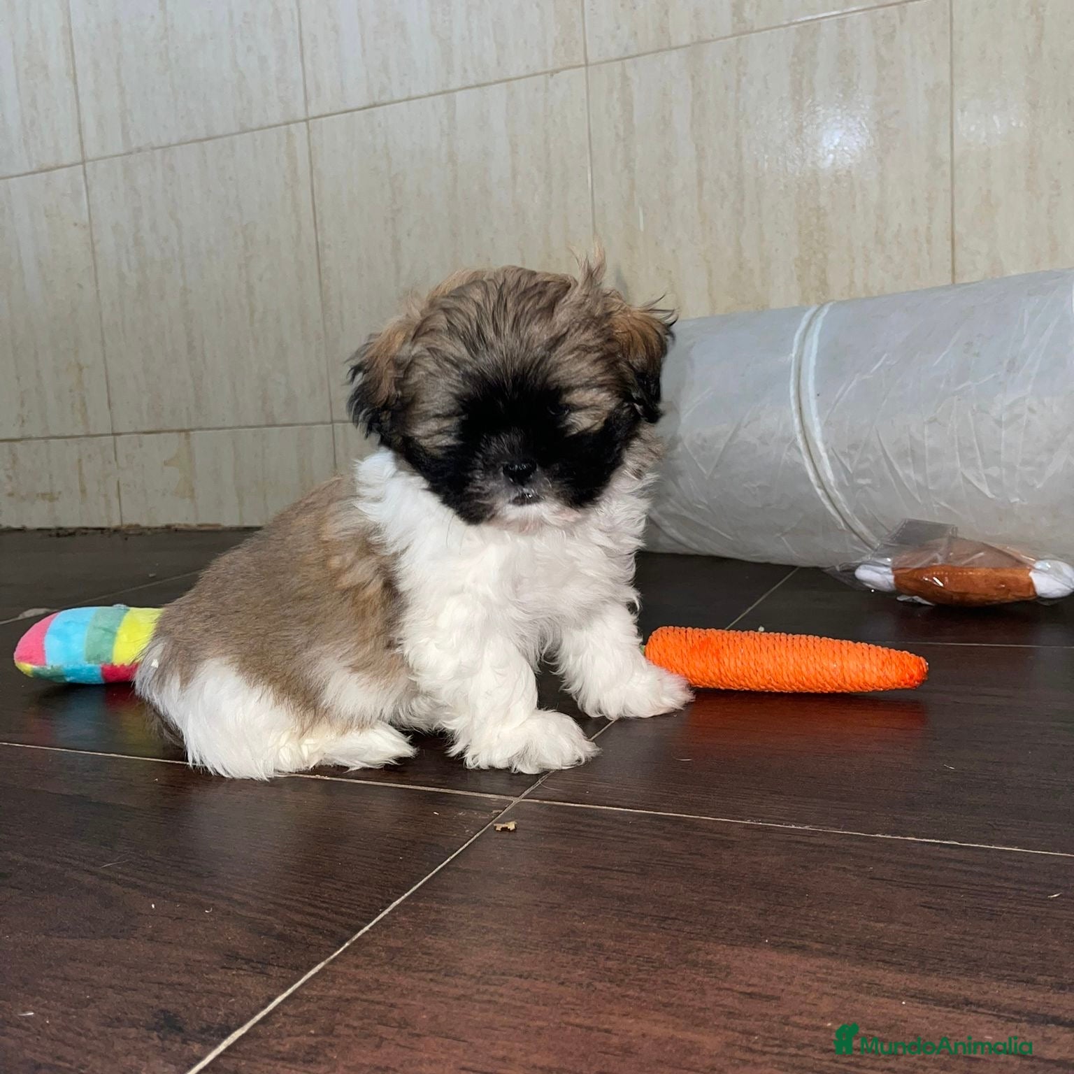 Shih Tzu perros Shih Tzu  - Anuncio 6