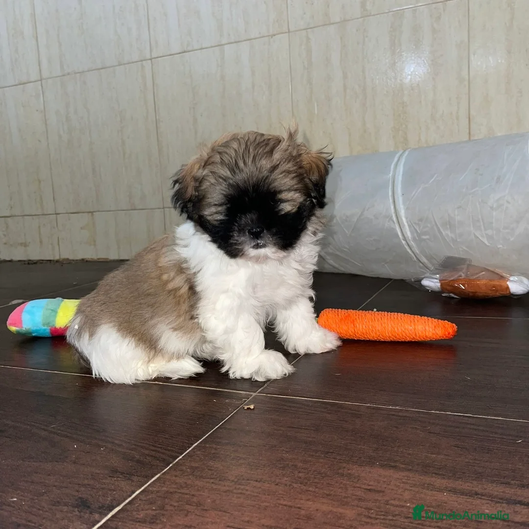 Shih Tzu perros en venta: Shih Tzu  - Anuncio 1