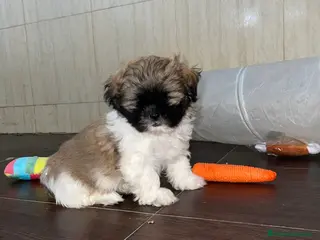 Shih Tzu perros Shih Tzu - Anuncio 6