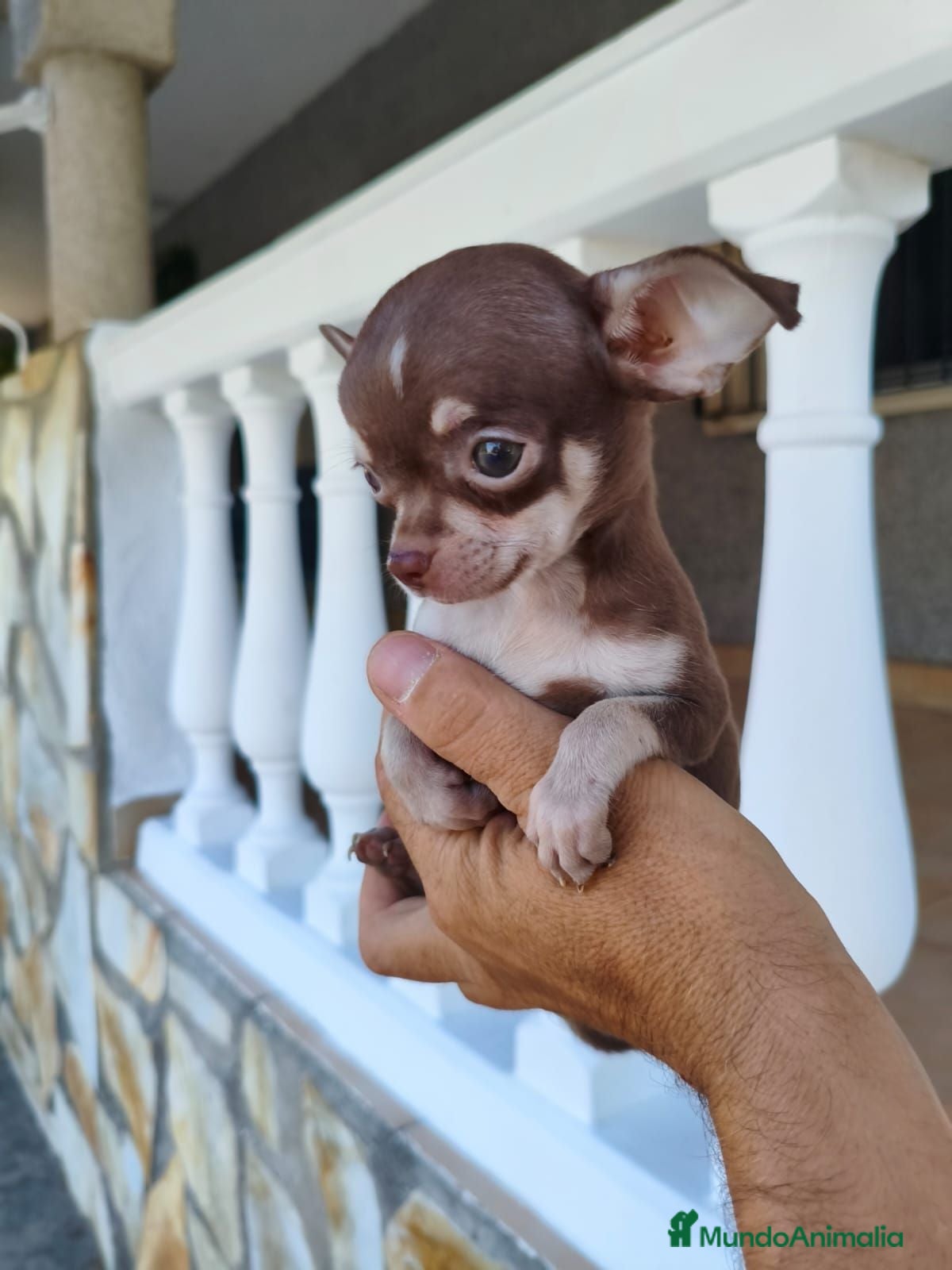 Chihuahua perros chihuahua  - Anuncio 1