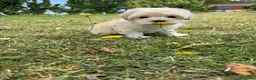 Maltipoo perros en venta: Maltipoo Macho disponible  - Anuncio 3