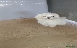 Bichón Maltés perros en venta: MACHITO SÚPER TOY de BICHON MALTES - Imagen 1