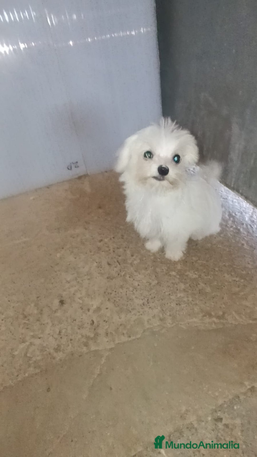 Bichón Maltés perros en venta: MACHITO SÚPER TOY de BICHON MALTES - Imagen 1