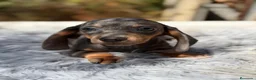 Teckel Miniatura perros en venta: Camadas Teckel diferentes colores 🐾 - Anuncio 9