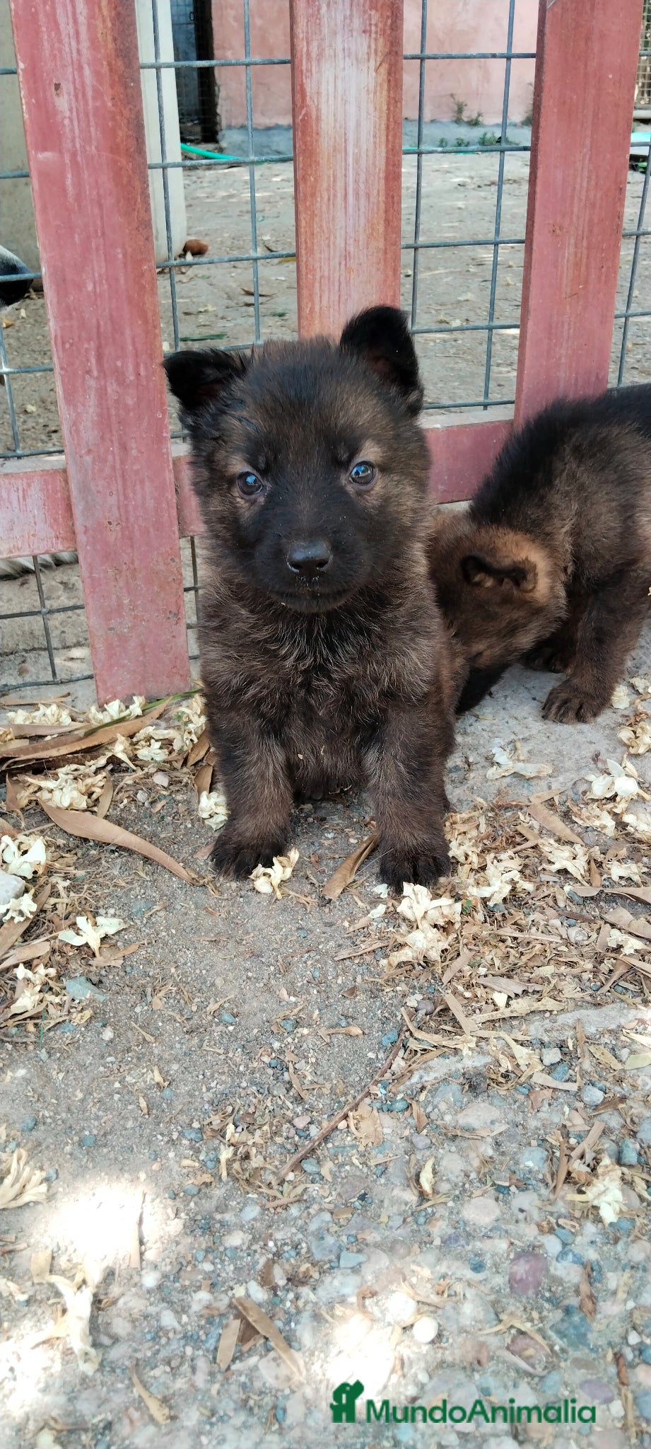 Pastor Alemán perros Pastores alemánes linea de trabajo de calidad  - Anuncio 1