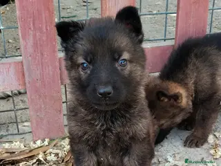 Pastor Alemán perros Pastores alemánes linea de trabajo de calidad - Anuncio 1
