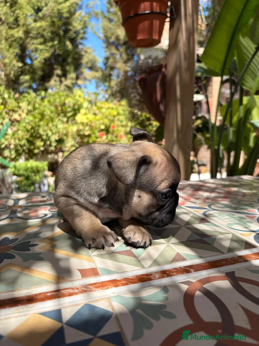 Bulldog Francés perros en venta: Bulldog frances - Anuncio 2