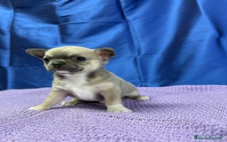Chihuahua perros en venta: Preciosos cachorros Chihuahua colores exoticos - Imagen 6