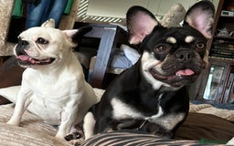 Bulldog Francés perros en venta: Bulldog francés  - Imagen 1