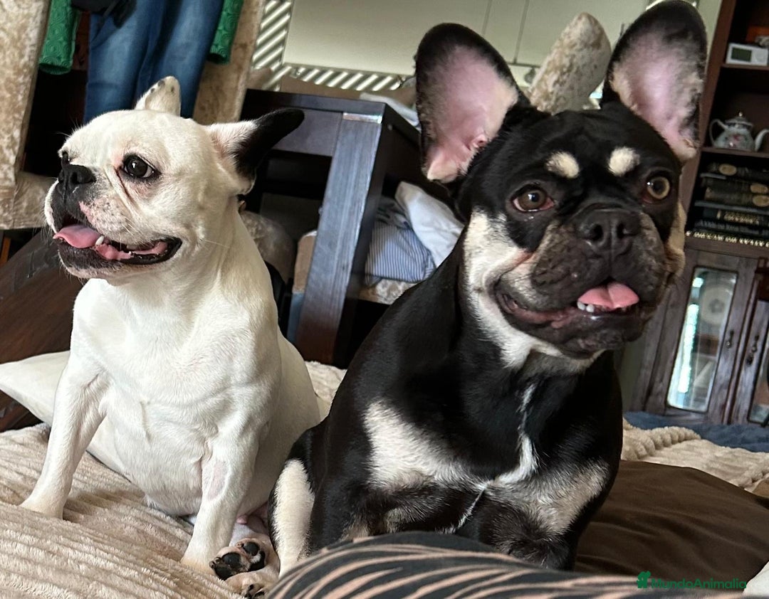 Bulldog Francés perros en venta: Bulldog francés  - Imagen 1