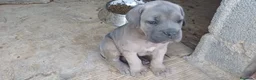 Cane Corso perros en venta: Cachorros de Cane corso - Anuncio 6