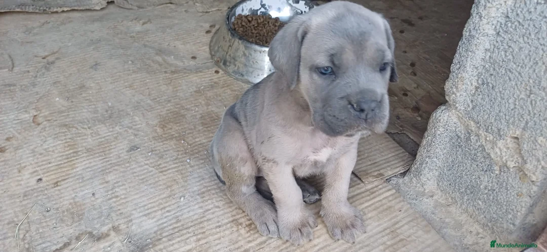 Cane Corso perros en venta: Cachorros de Cane corso - Anuncio 6