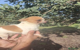 Chihuahua perros en venta: Chihuahua Macho y Hembra  - Imagen 2