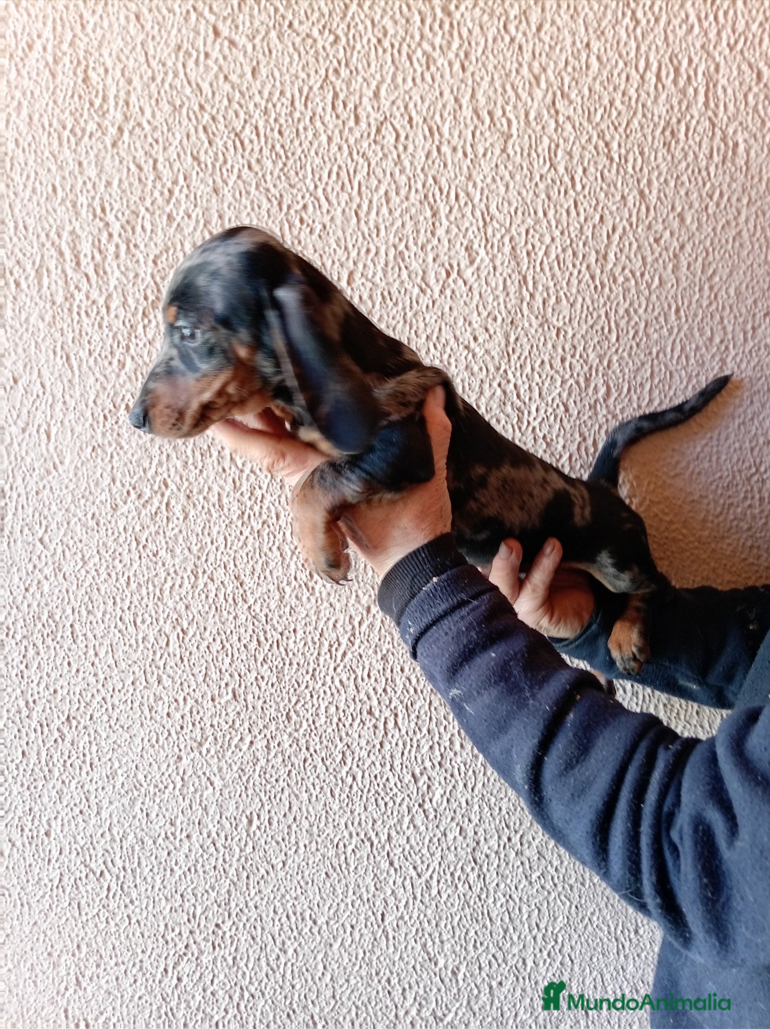 Teckel Miniatura perros Teckel mini - Anuncio 2