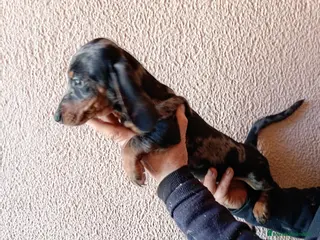 Teckel Miniatura perros Teckel mini - Anuncio 2