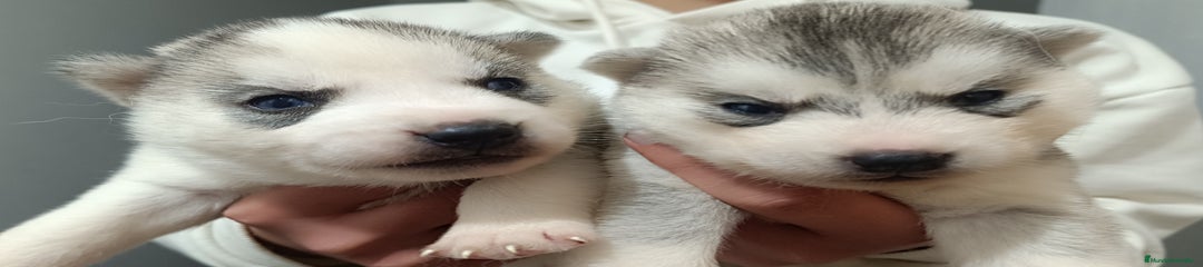 Husky Siberiano Cachorro 5