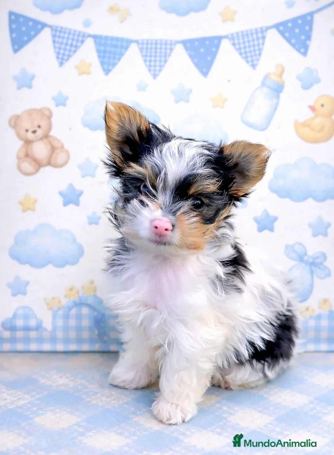 Biewer Yorkshire Terrier a la Pom Pon perros en venta: Se vende york beiwer - Anuncio 1