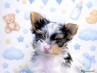 Biewer Yorkshire Terrier a la Pom Pon perros Se vende york beiwer - Anuncio 2