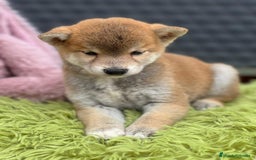 Shiba Inu perros en venta: CAMADA DE SHIBA INU DISPONIBLES - Imagen 10