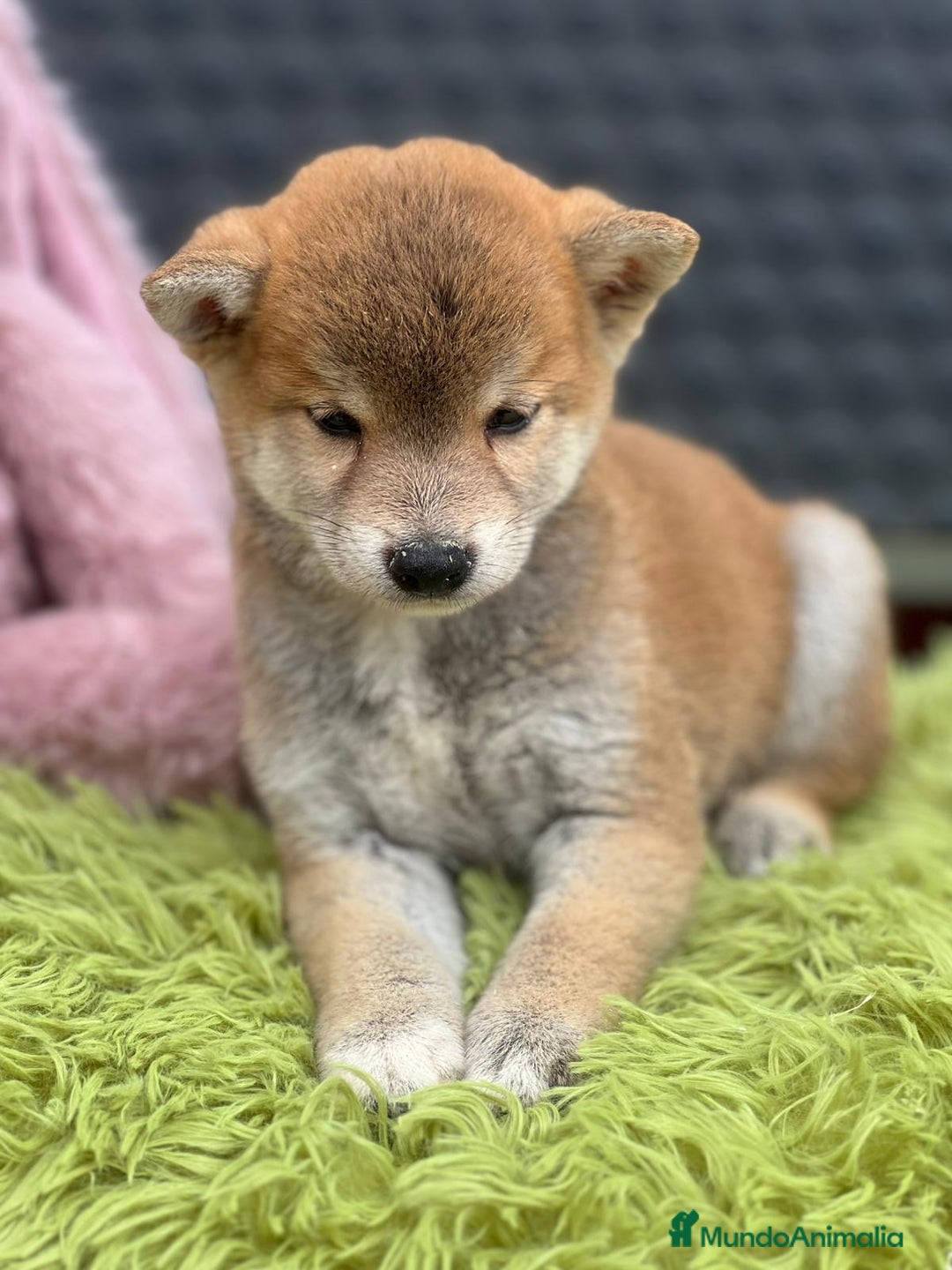 Shiba Inu perros en venta: CAMADA DE SHIBA INU DISPONIBLES - Imagen 10