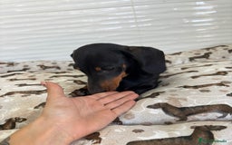 Teckel Miniatura perros en venta: TECKEL MINIATURA  - Imagen 9