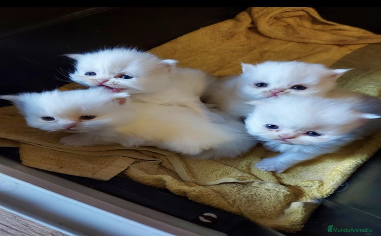 Persa gatos - Anuncio 7