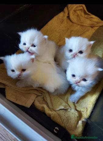 Persa gatos en venta - Anuncio 1