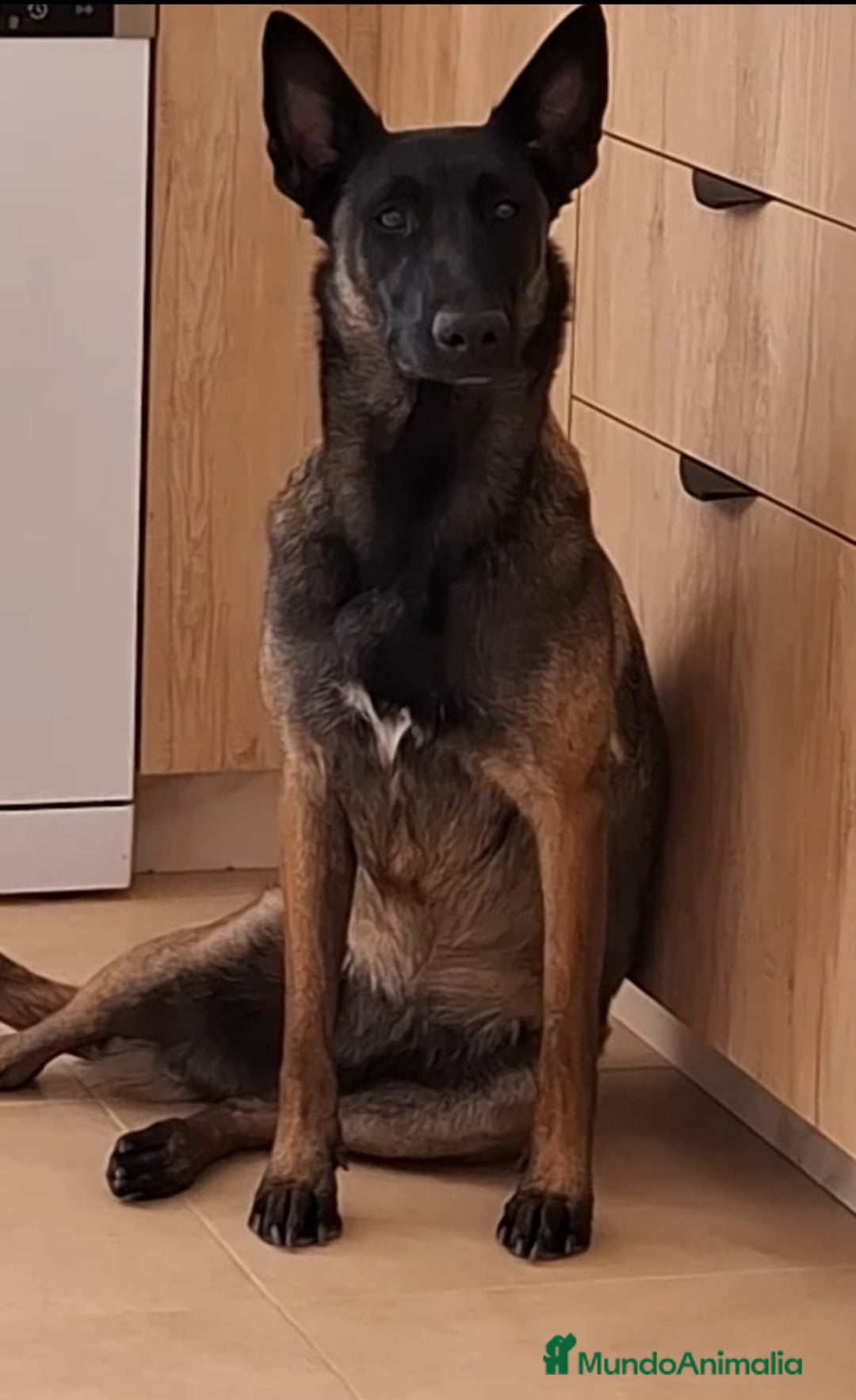 Pastor Belga Malinois perros en venta: Disponibles Malinois con pedigree  - Anuncio 3