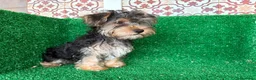 Yorkshire Terrier perros en venta: yorkshire terrier - Anuncio 8