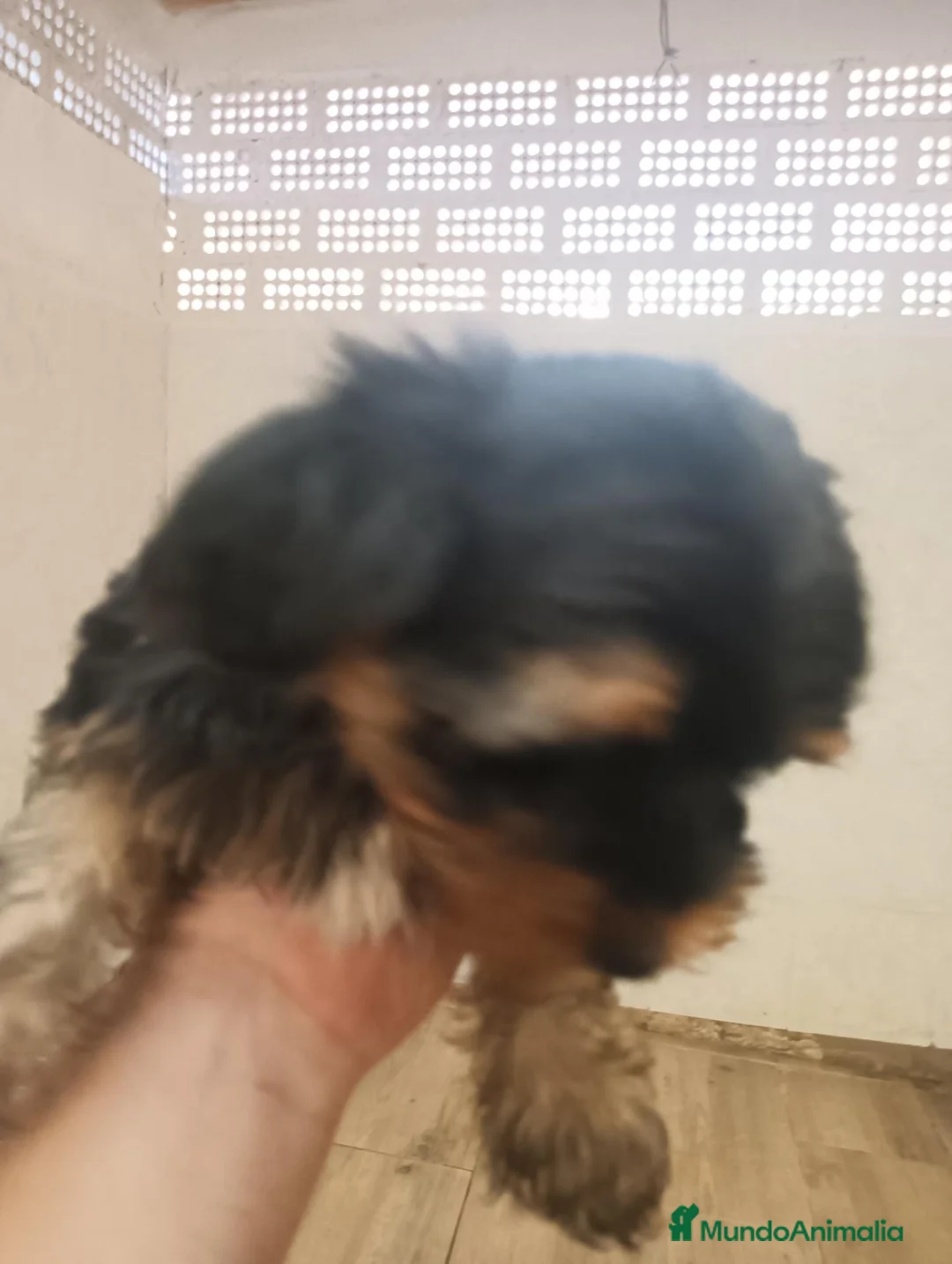 Yorkshire Terrier perros en venta: Yorkshire toy - Anuncio 2