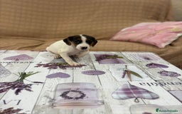 Jack Russell Terrier perros en venta: Jack Russell  - Imagen 13