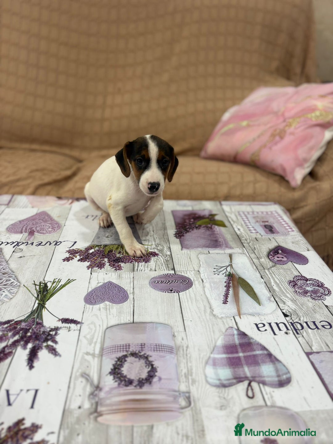 Jack Russell Terrier perros en venta: Jack Russell  - Imagen 13
