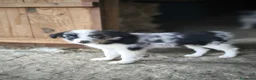 Border Collie perros en venta: Cachorros border collie puros - Anuncio 3