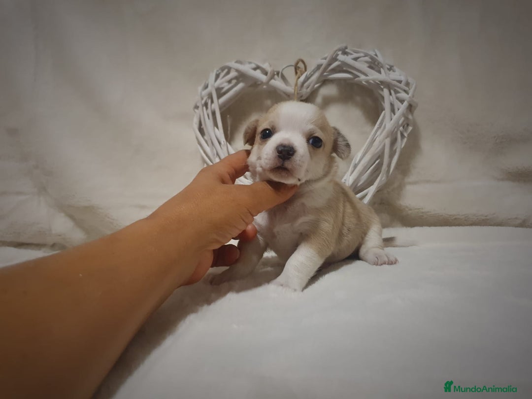 Chihuahua perros en venta: Chiguagua - Imagen 15