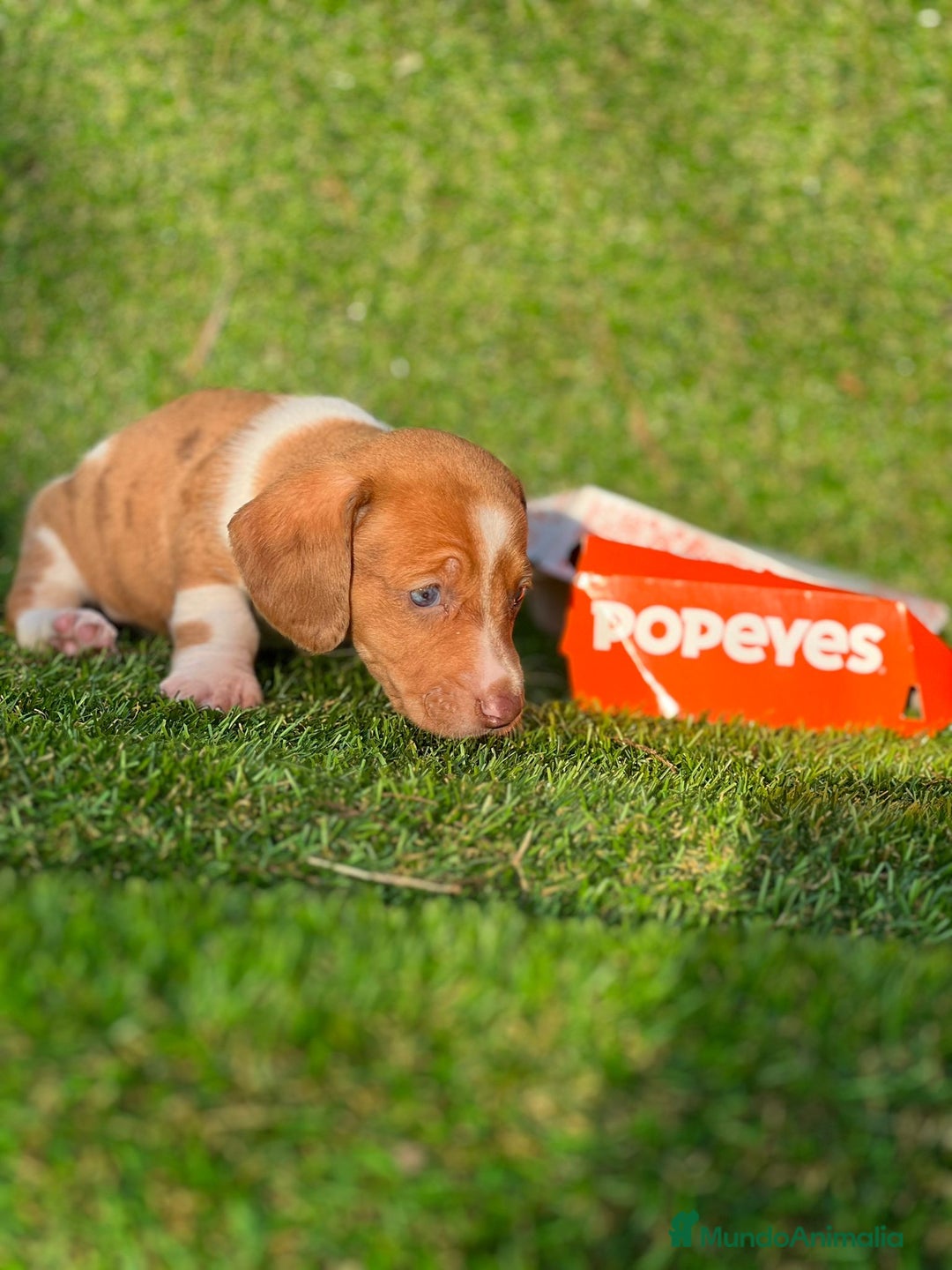 Teckel Miniatura perros en venta: Teckel cachorros miniatura  - Imagen 4