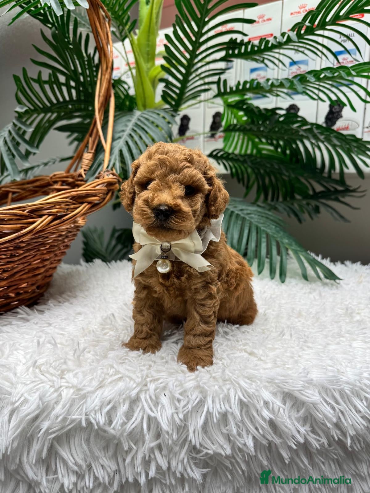 Caniche Toy perros CANICHE TOY - Anuncio 1