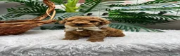 Caniche Toy perros en venta: CANICHE TOY - Anuncio 1