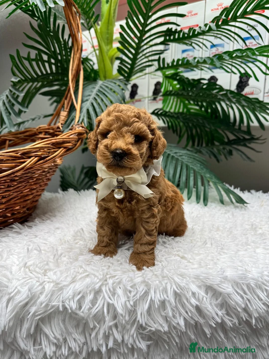 Caniche Toy perros en venta: CANICHE TOY - Anuncio 1