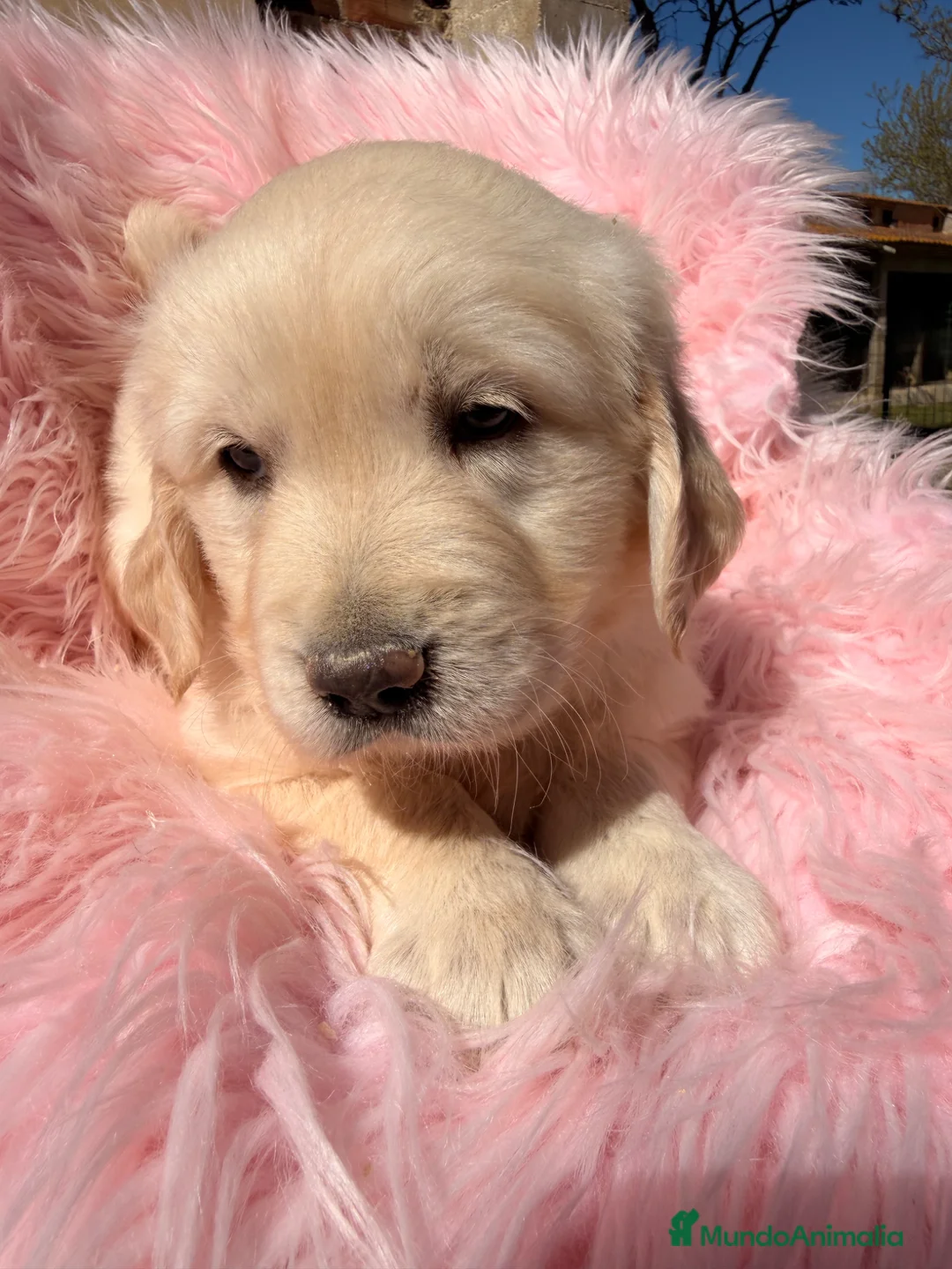 Golden Retriever perros en venta: GOLDEN RETRIEVER IMPRESIONANTES - Anuncio 6