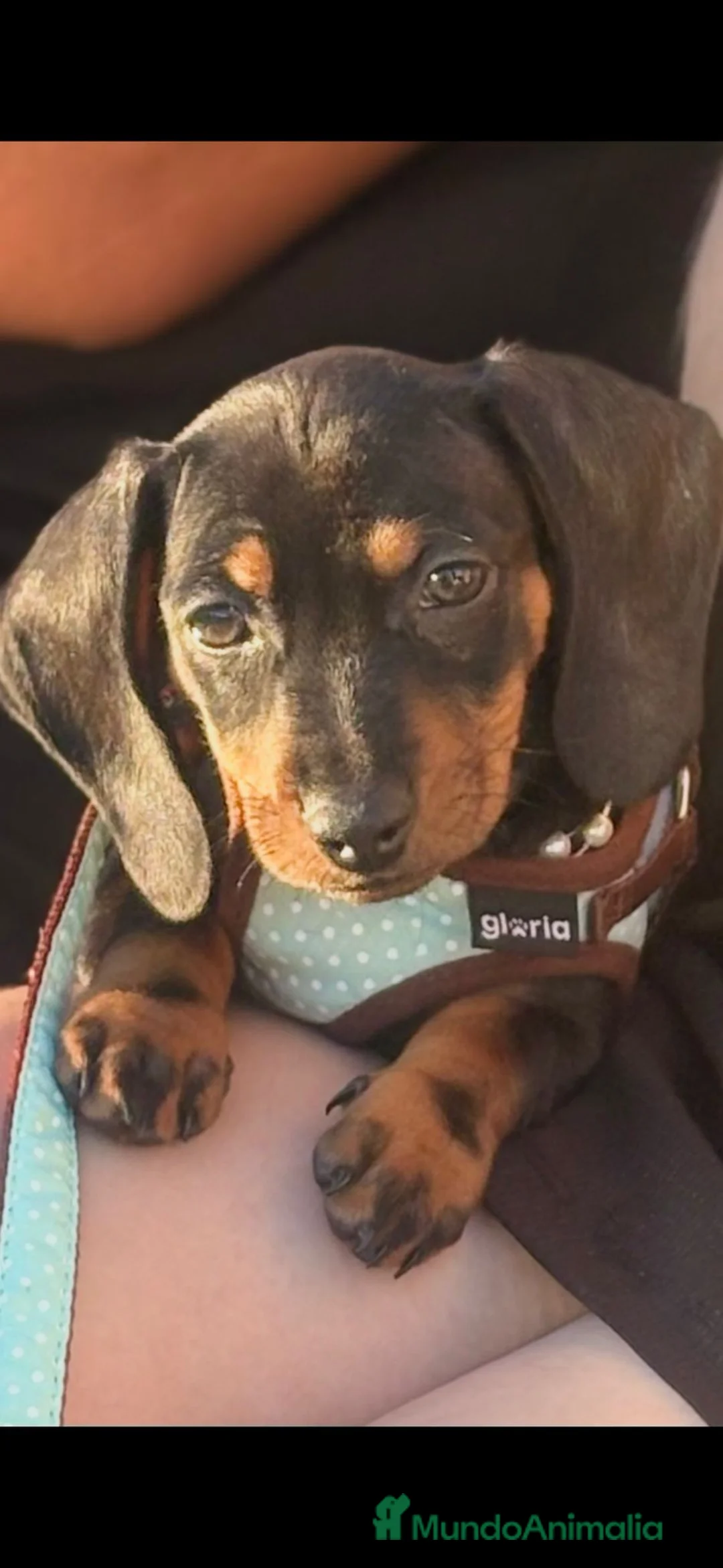 Teckel Miniatura perros en venta: TECKEL - MINIATURA 🌭 en Madrid - Anuncio 1