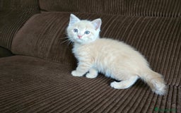 Británico de Pelo Corto gatos en venta: Gatcot.com - Imagen 5
