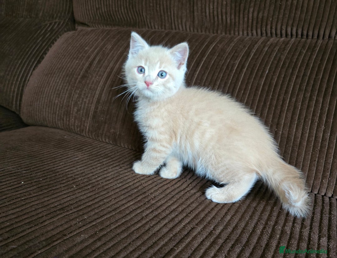 Británico de Pelo Corto gatos en venta: Gatcot.com - Imagen 5