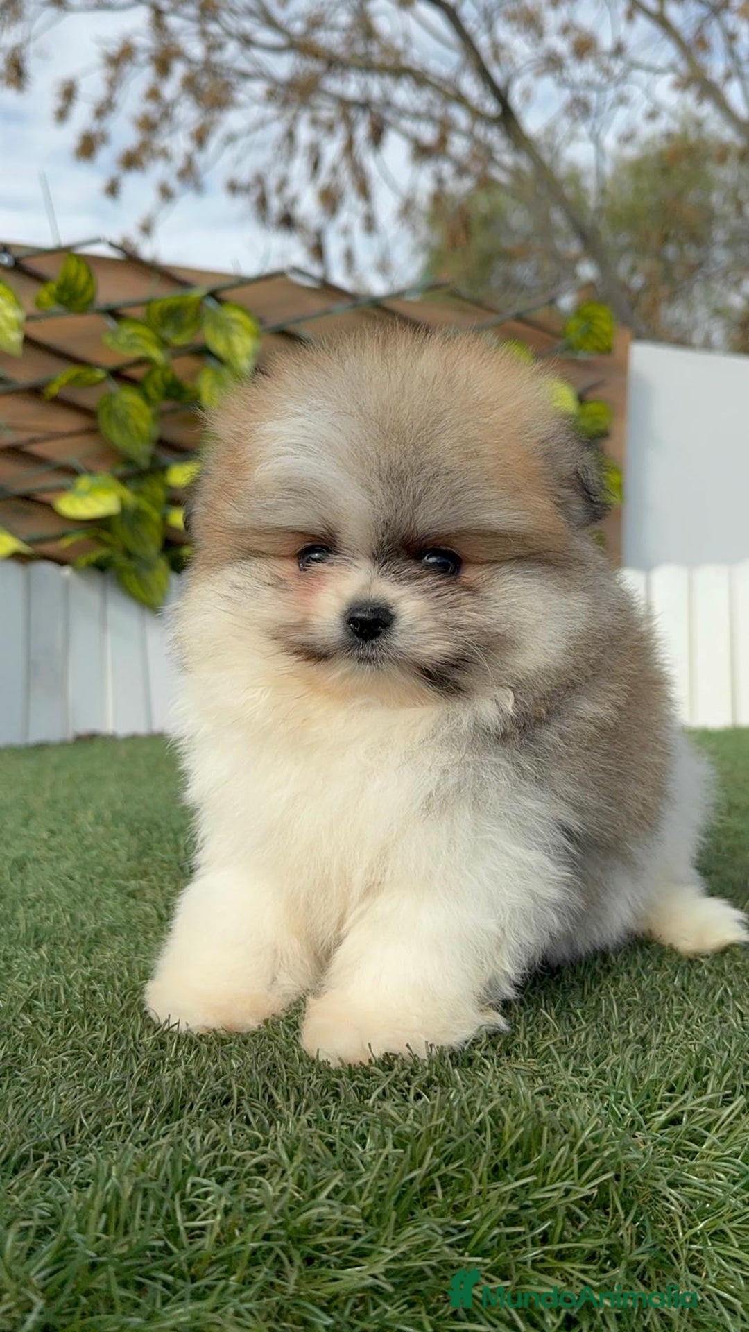 Pomerania perros en venta: POMERANIA HEMBRA - Anuncio 13