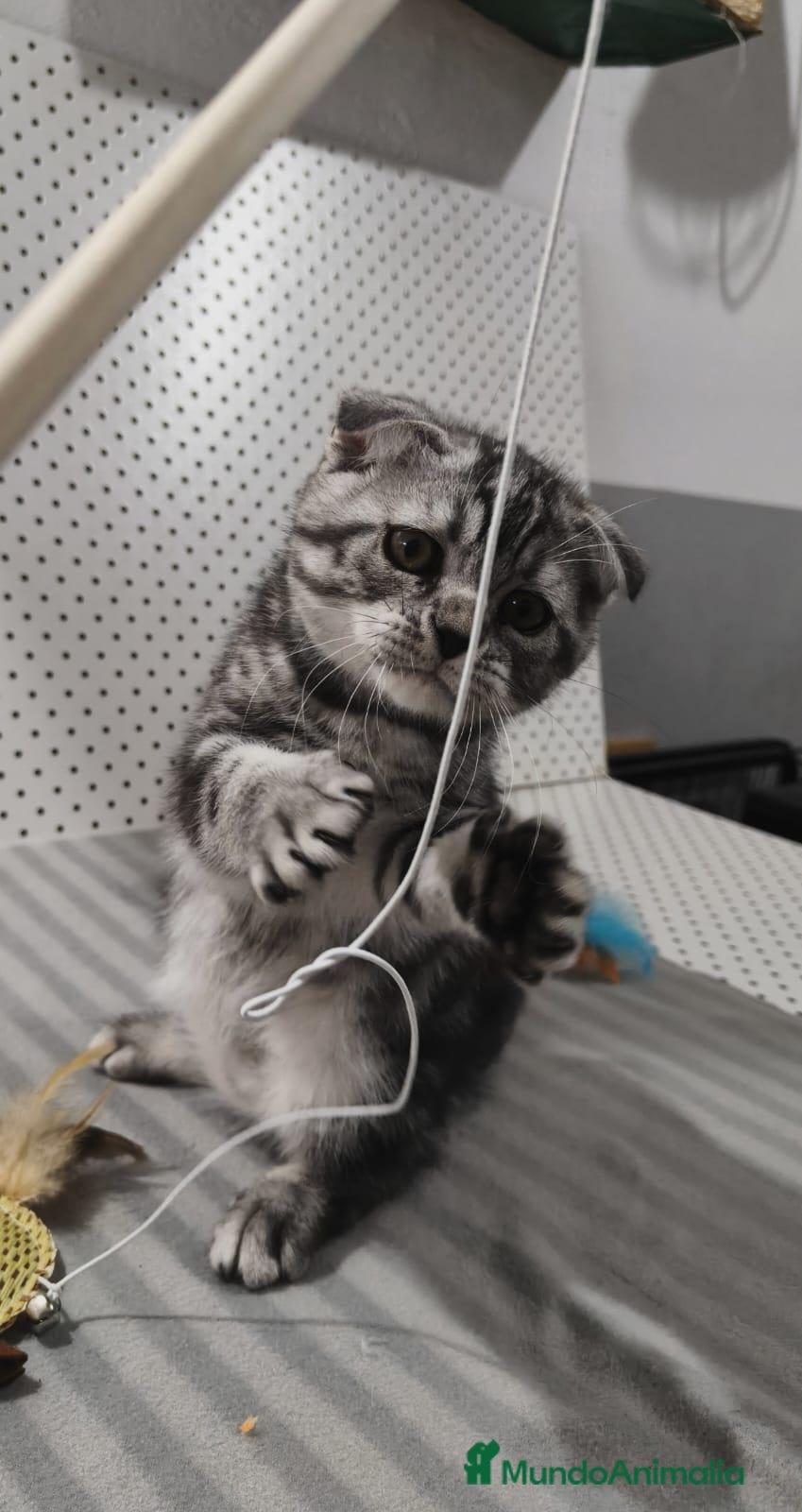 Scottish Fold gatos en venta: SCOTTISH FOLD gatito Se vende - Anuncio 2