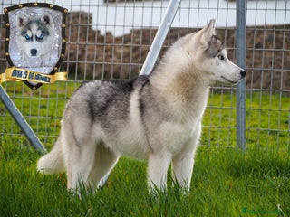 Husky Siberiano perros en Badajoz - Anuncio 1