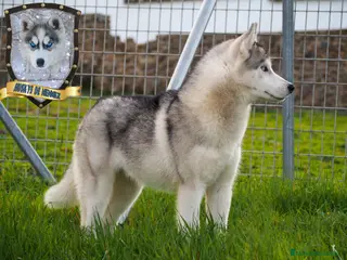 Husky Siberiano perros Se abre a monta Blue en Badajoz - Anuncio 15