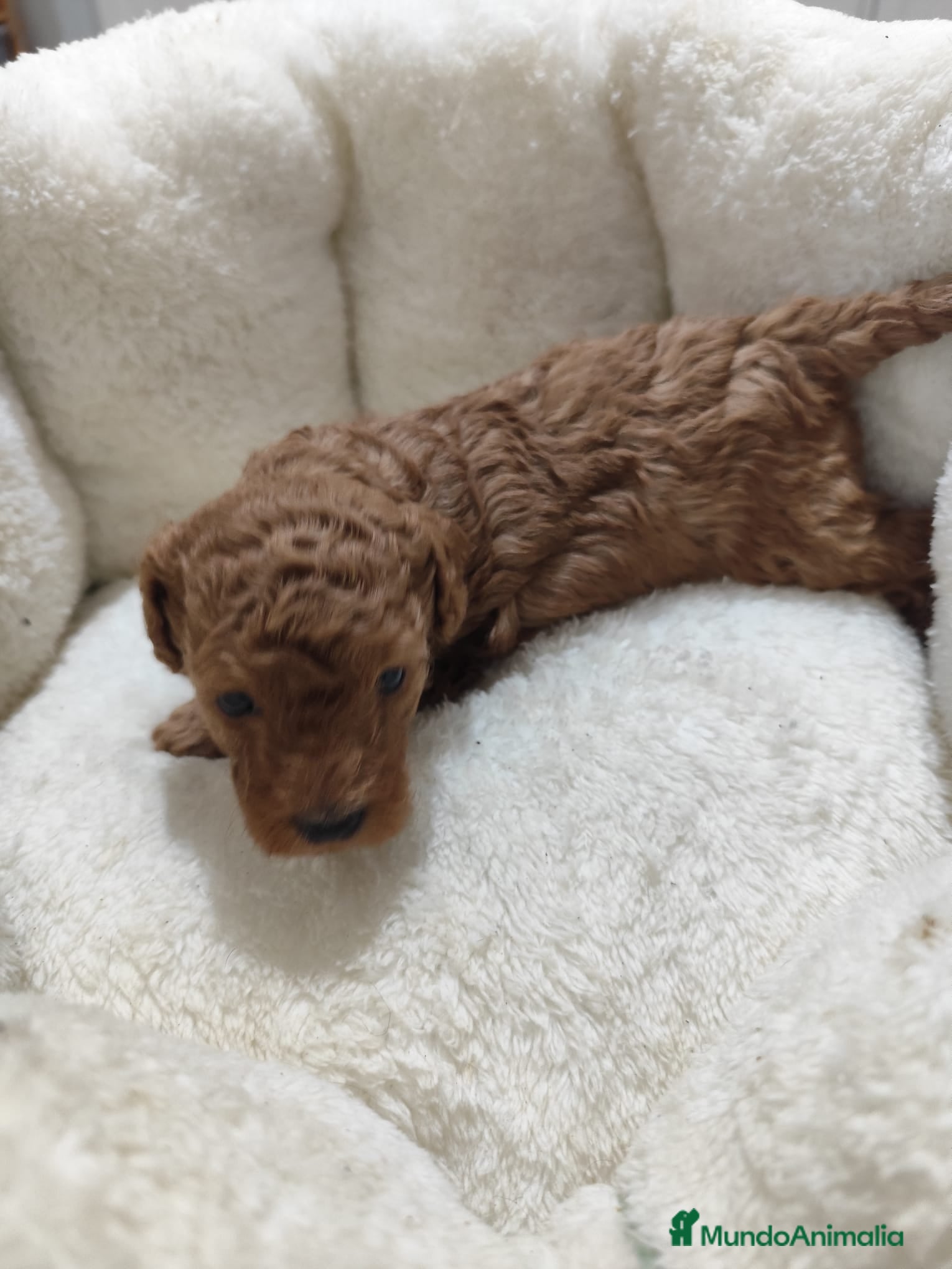 Caniche Toy perros en venta: Caniche Toy - Anuncio 14